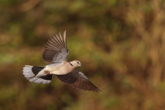Red-crested Pigeon, (Streptopelia vinacea), Red-winged Turtle Dove, Morgan Kunda lodge / road to