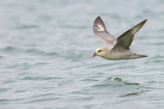 Northern fulmar (Fulmarus glacialis), Spitsbergen, Longyearbyen, Svalbard / Spitsbergen, Norway,