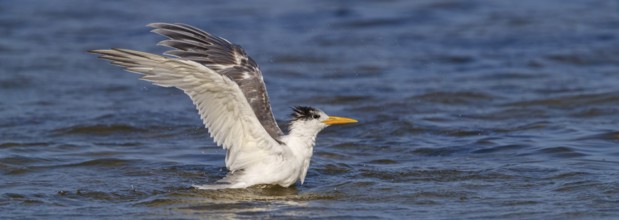 Common Tern, flight photo, (Thalasseus bergii), landing in the water, East Khawr / Khawr Ad
