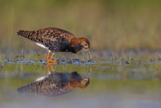 Ruff (Philomachus pugnax), male, Narew, Bialystok, Podlasie, Poland, Europe