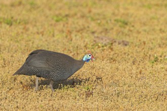 Helmeted guineafowl (Numida meleagris), family of guinea fowl, Addo Elephant National Park, Addo,
