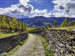 Path through a wine-growing area in Bernkastel-Kues on the Moselle in Rhineland-Palatinate,