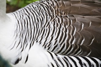 Upland Goose (Chloephaga picta), a detailed view of the striated plumage of an adult male bird,