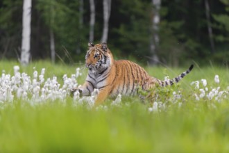 One young female Siberian Tiger, Panthera tigris altaica, running thru tall cottongrass. Early