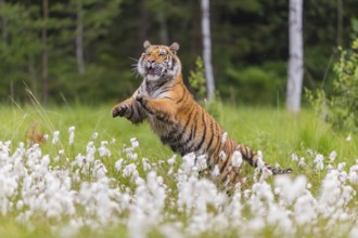 One young female Siberian Tiger, Panthera tigris altaica, jumping up on a meadow of tall fresh