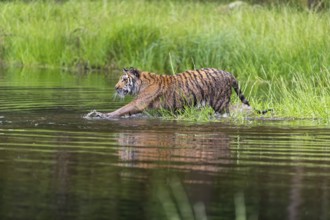 One young female Siberian Tiger, Panthera tigris altaica, walking thru the shallow water of a pond