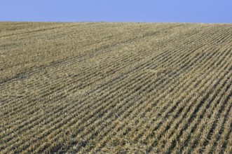 Stubble field after harvest in summer