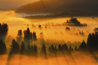 Fog and forest at the Rothenthurm high moor, Canton Schwyz, Switzerland, Europe