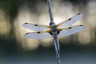 Four-spotted chaser (Libellula quadrimaculata), resting, in a meadow, with dewdrops, morning,