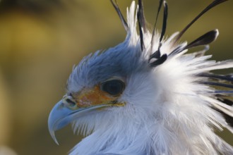 Secretary bird (Sagittarius serpentarius), bird of prey, portrait, close-up, occurring in Africa,