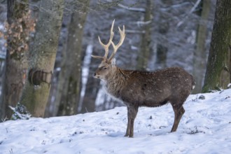Sika deer (Cervus nippon), in the snow, Vulkaneifel, Rhineland-Palatinate, Germany, Europe