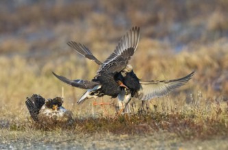 Ruff (Calidris pugnax) two males in breeding plumage at lek, fighting over female, another male