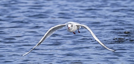 Black-headed gull (Chroicocephalus ridibundus) adult bird in non-breeding plumage taking off and