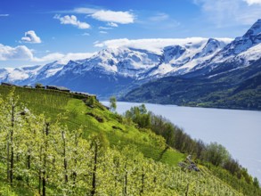 View of snow-covered mountains, fjord and apple trees in bloom, campsite of Lofthus at top of hill,