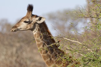 South African giraffe (Giraffa camelopardalis giraffa) with red-billed oxpecker (Buphagus