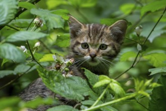 European wildcat, wild cat (Felis silvestris silvestris) 7 week old kitten hiding in underbrush,