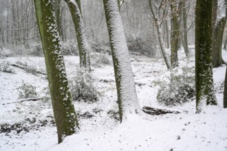 Beech forest in winter, with freshly fallen snow, Bottrop, Ruhr area, North Rhine-Westphalia,
