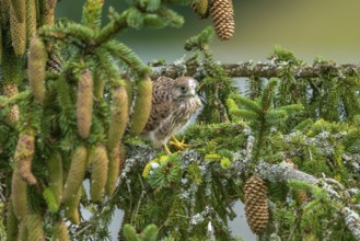 Common kestrel (Falco tinnunculus), young bird not yet able to fly sitting on a branch outside the
