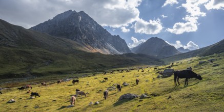 Cows in a mountain valley in the Tien Shan Mountains, near Altyn Arashan, Kyrgyzstan, Asia