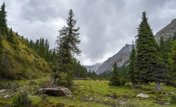 Green mountain valley with forest, Chong Kyzyl Suu Valley, Terskey Ala Too, Tien-Shan Mountains,
