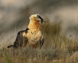 Old bearded vulture (Gypaetus barbatus), portrait, evening light, Catalonia, Pyrenees, Spain,