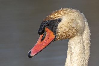 Mute swan (Cygnus olor) portrait on the water of a lake. Bas-Rhin, Alsace, Grand Est, France,
