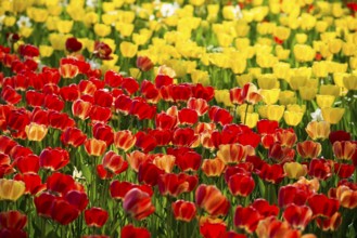 Flower meadow with colourful tulips, Mainau Island, Lake Constance, Baden-Württemberg, Germany,
