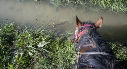 Horse drinking, looking from the rider's perspective, Kyrgyzstan, Asia