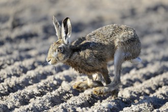 Hare (Lepus europaeus), on a field, Lower Rhine, North Rhine-Westphalia, Germany, Europe