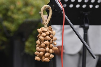 Kenari shaker, a percussion music instrument made from Kenari seed nutshells attached to a wrist
