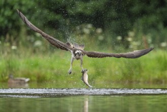 Western osprey (Pandion haliaetus) hunting with a trout, Aviemore, Scotland, Great Britain