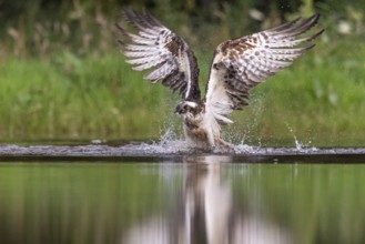 Western osprey (Pandion haliaetus) hunting, Aviemore, Scotland, Great Britain