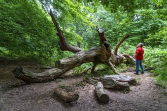 The Sababurg primeval forest, or primeval forest in the Reinhardswald, is a 95-hectare biotope