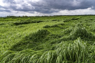Field of downed blades of grass after heavy rain, near Geilenkirchen North Rhine-Westphalia,