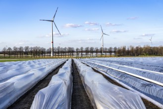 Asparagus fields, asparagus stems under foil, for faster growth, in the background foil greenhouses