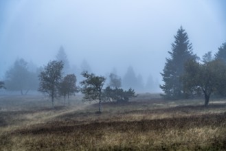 The high heath on the Kahler Asten, mountain in the Sauerland, in autumn fog, Winterberg, North