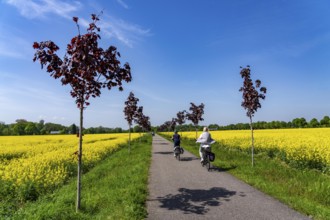 The avenue cycle path between Xanten and Marienbaum, Kalkar, on the Lower Rhine, former railway