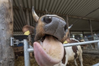 Cow's snout with tongue, close-up, Siegen, North Rhine-Westphalia, Germany, Europe
