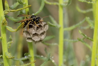 A wasp sits on its small nest surrounded by green plants with drops of water