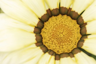 Gazania or Mittagsgold (Gazania hybride), flower detail, ornamental plant, North Rhine-Westphalia,