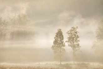 Birches (Betula) in the early morning mist, Birch family (Betulaceae), Irndorfer Hardt, Upper