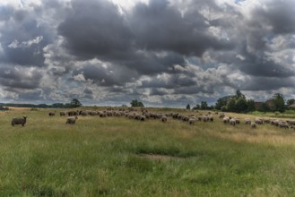 Black-headed domestic sheep (Ovis gmelini aries) on pasture, cloudy sky, Mecklenburg-Western