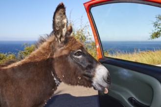 Close-up of a donkey curiously sticking its head out of a car door, farm animals, Mani Peninsula,