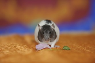 Coloured rat (Rattus novegicus forma domestica), young animal