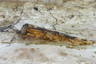 A fossilised piece of wood protruding from a stone wall, Petrified Forest, Lefkimis, Eastern