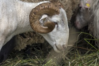 Male, shorn Moorschnucke with horn (Ovis aries), Rehna, Mecklenburg-Vorpommern, Germany, Europe