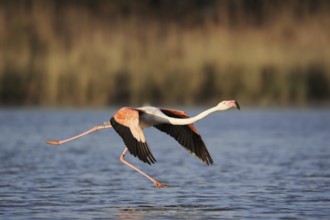 Greater flamingo (Phoenicopterus roseus) taking off, Camargue, Provence, southern France