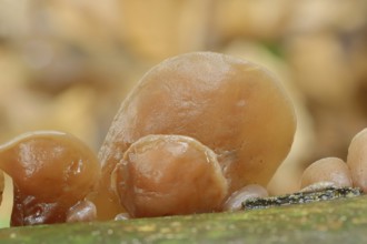 Judas ear or elder mushroom (Hirneola auricula-judae, Auricularia auricula-judae), North