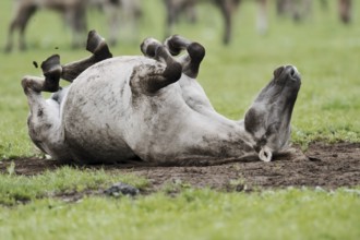 Dülmen wild horse, mare rolling around, Merfelder Bruch, Dülmen, North Rhine-Westphalia, Germany,