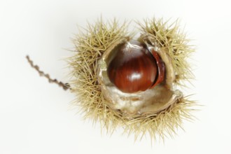 Sweet chestnut or sweet chestnut (Castanea sativa), fruit, chestnut on a white background
